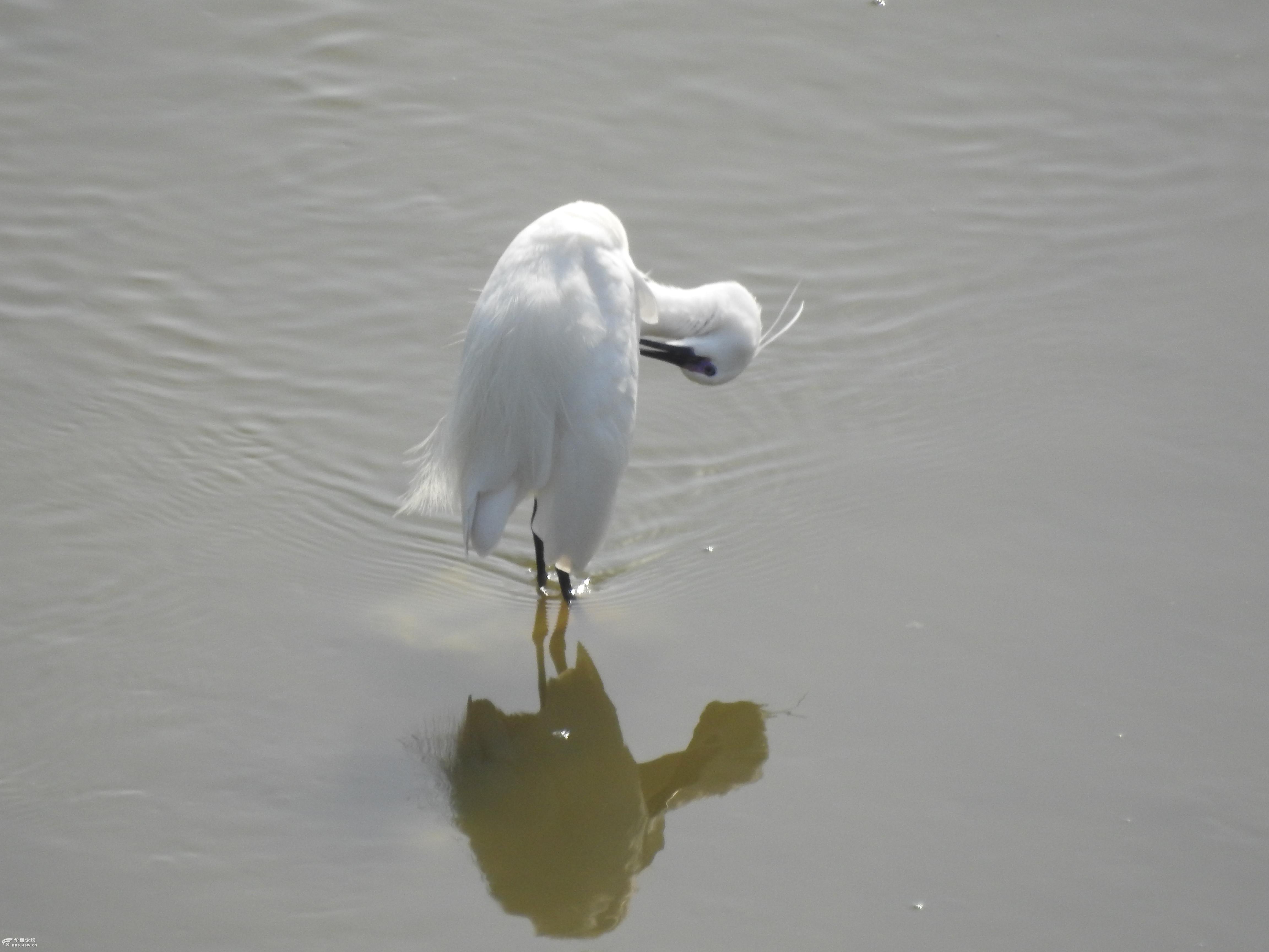 湿地抓拍正在捕鱼的鹭鸶