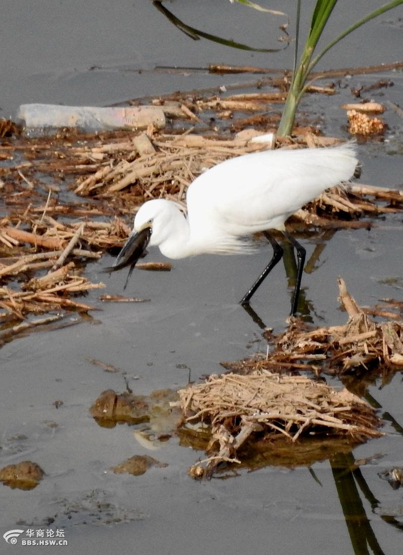 湿地抓拍正在捕鱼的鹭鸶
