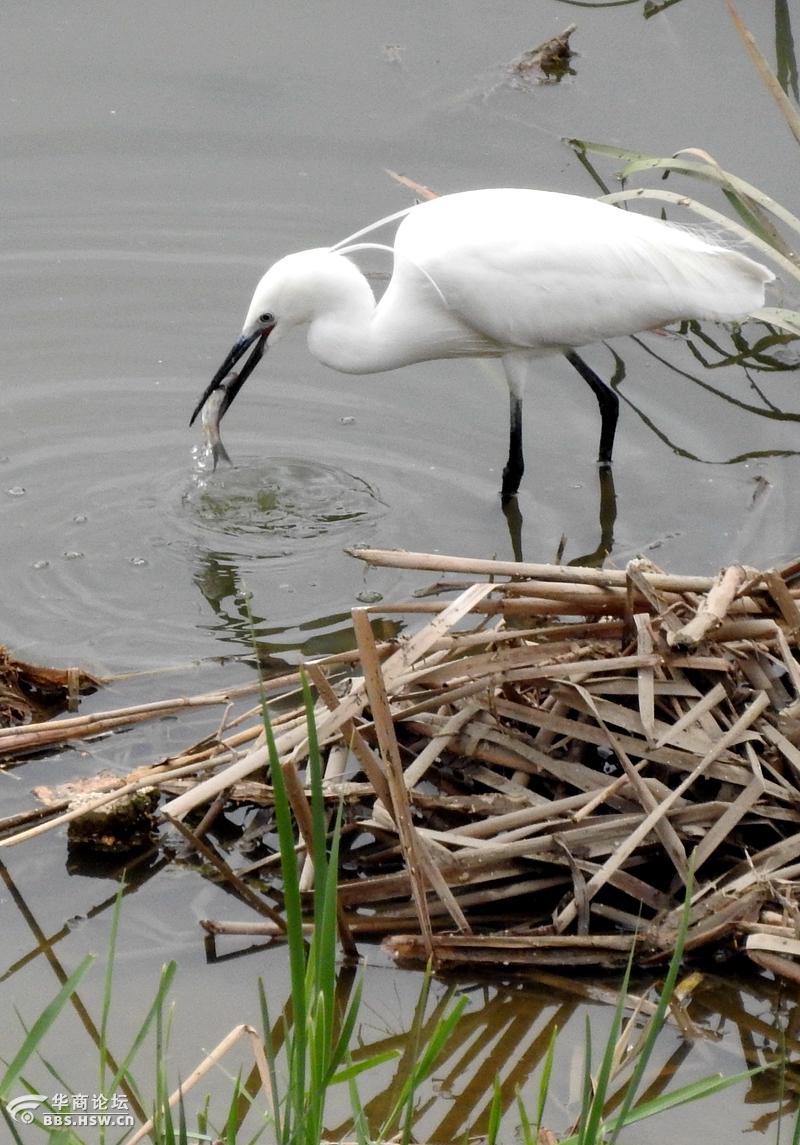 湿地抓拍正在捕鱼的鹭鸶