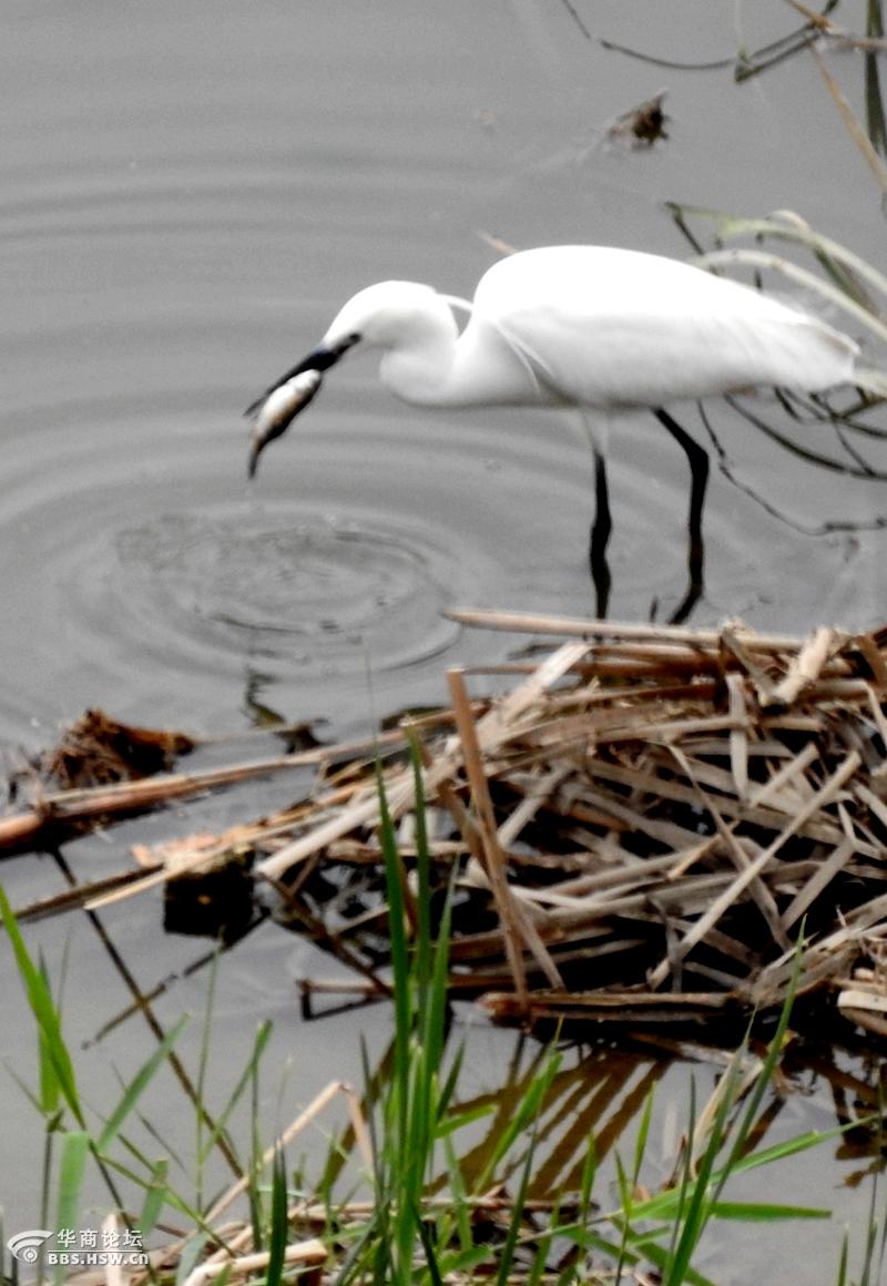 湿地抓拍正在捕鱼的鹭鸶