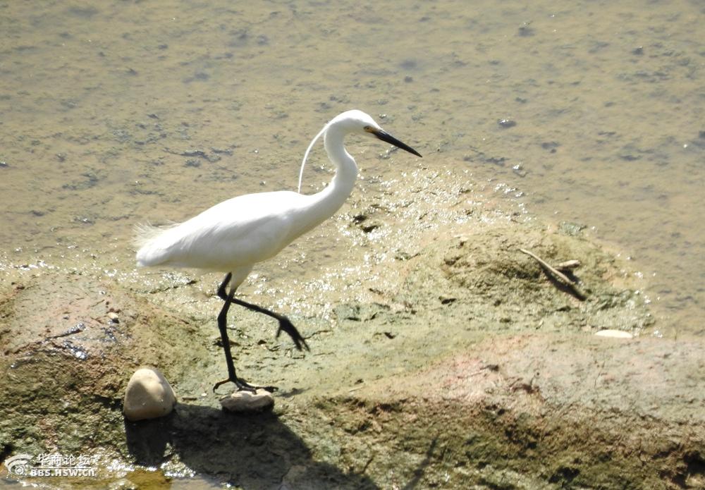湿地抓拍正在捕鱼的鹭鸶