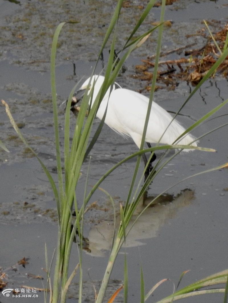 湿地抓拍正在捕鱼的鹭鸶