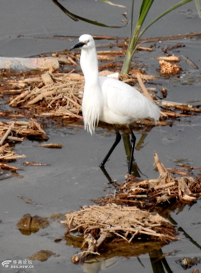 湿地抓拍正在捕鱼的鹭鸶