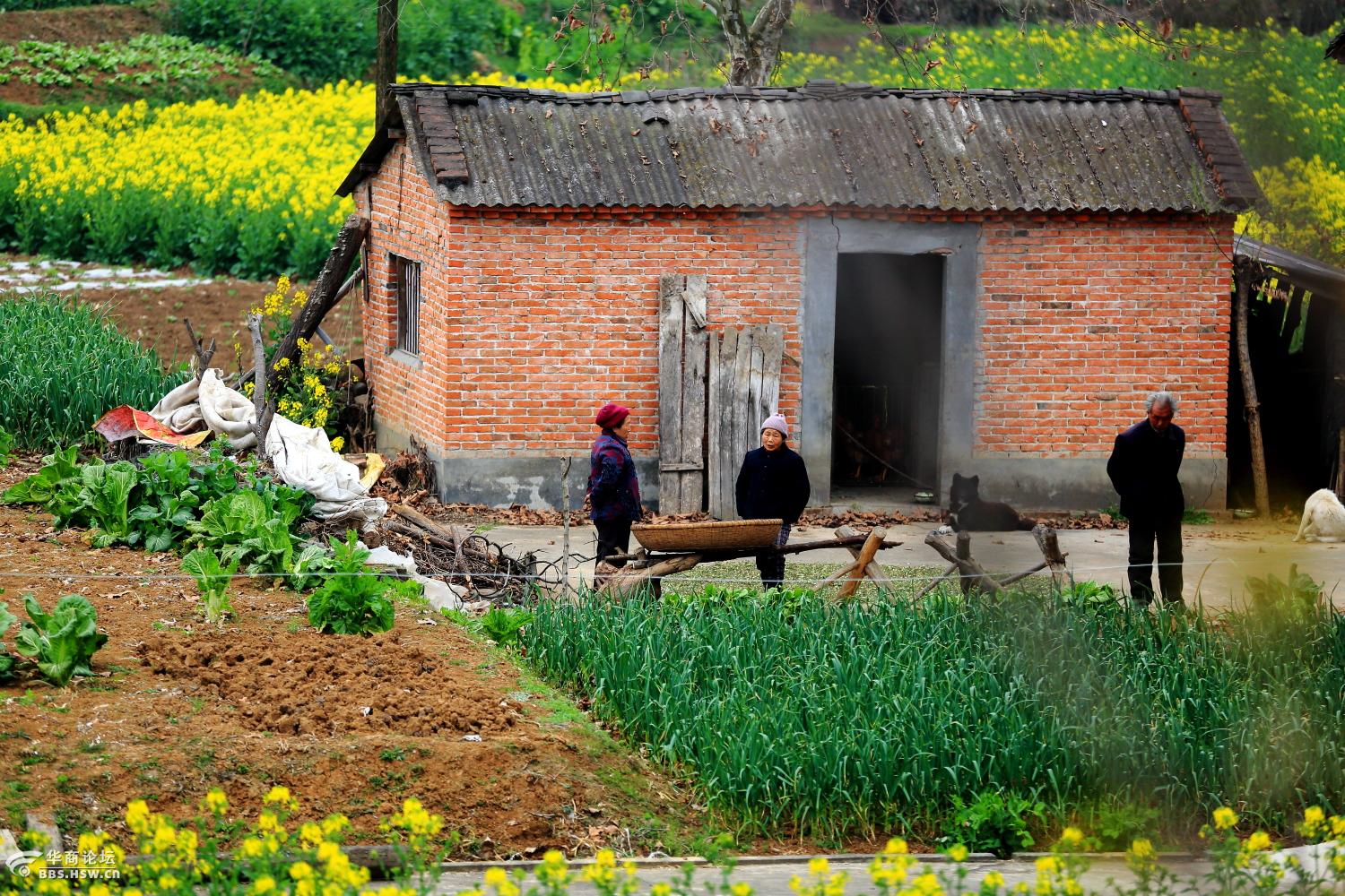 陕南汉中西乡春天里的随拍