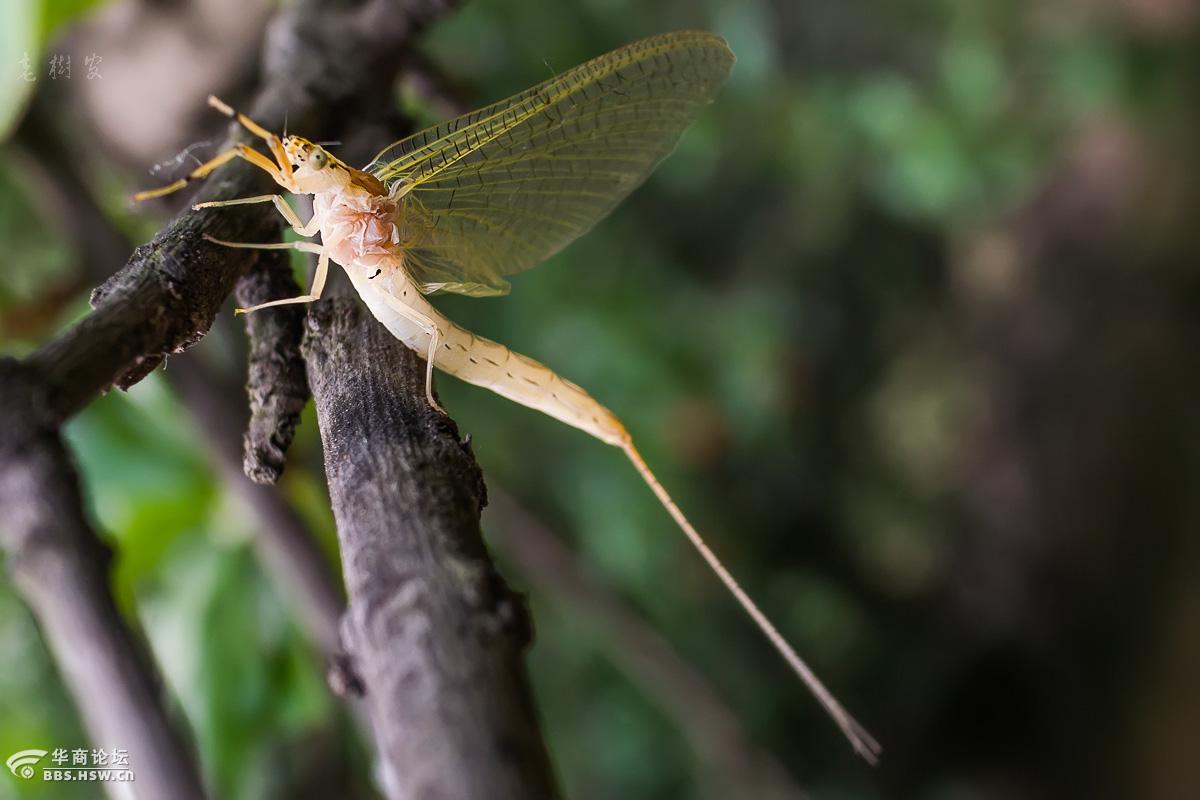 蜉蝣亚成虫