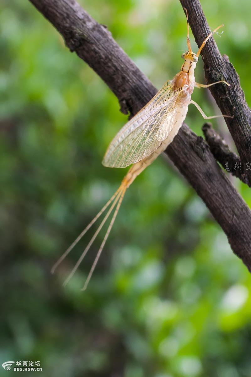 蜉蝣亚成虫