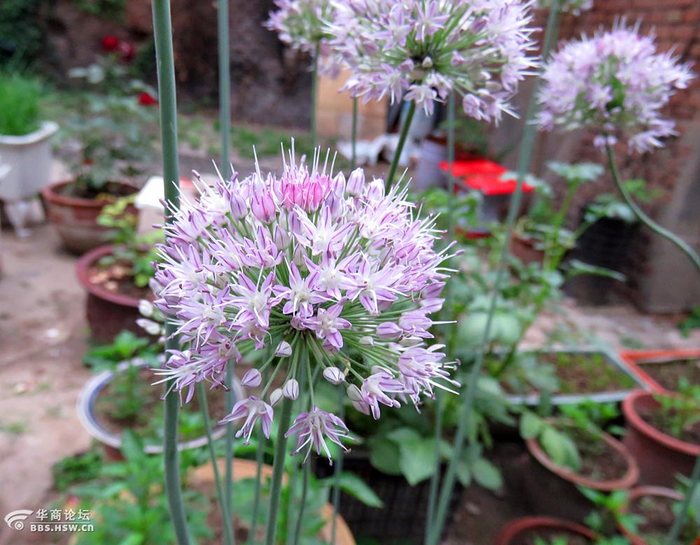 小蒜虽小,花也妖艳