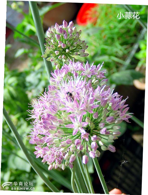 小蒜虽小,花也妖艳
