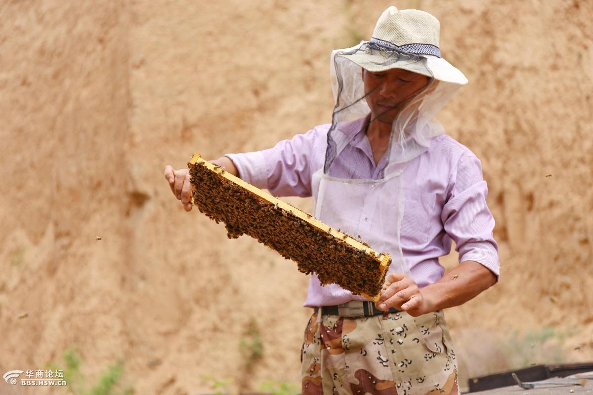 采蜂人
