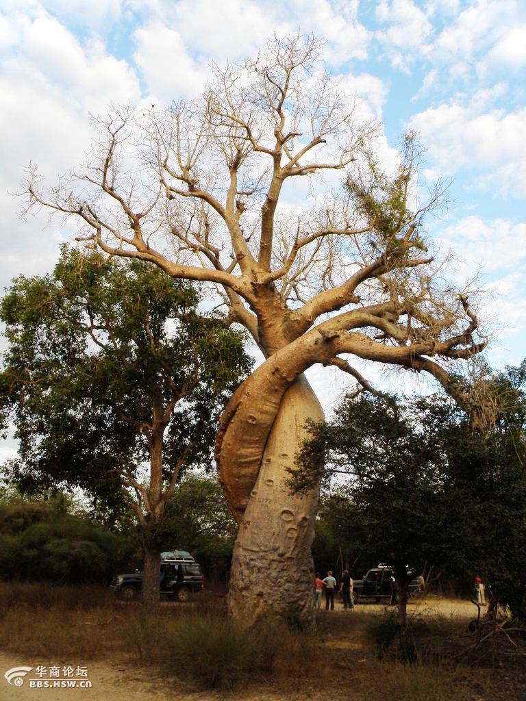 神奇的植物您看看这猴面包树