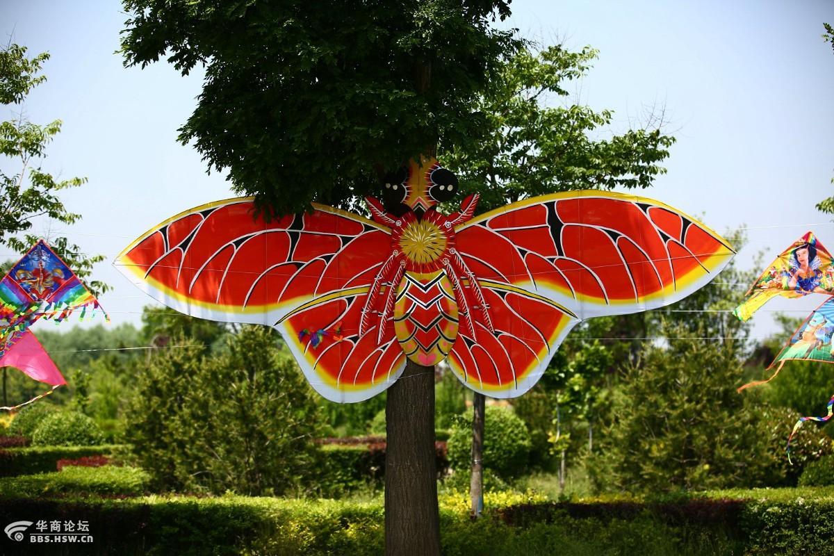 潼关风筝节撷拍