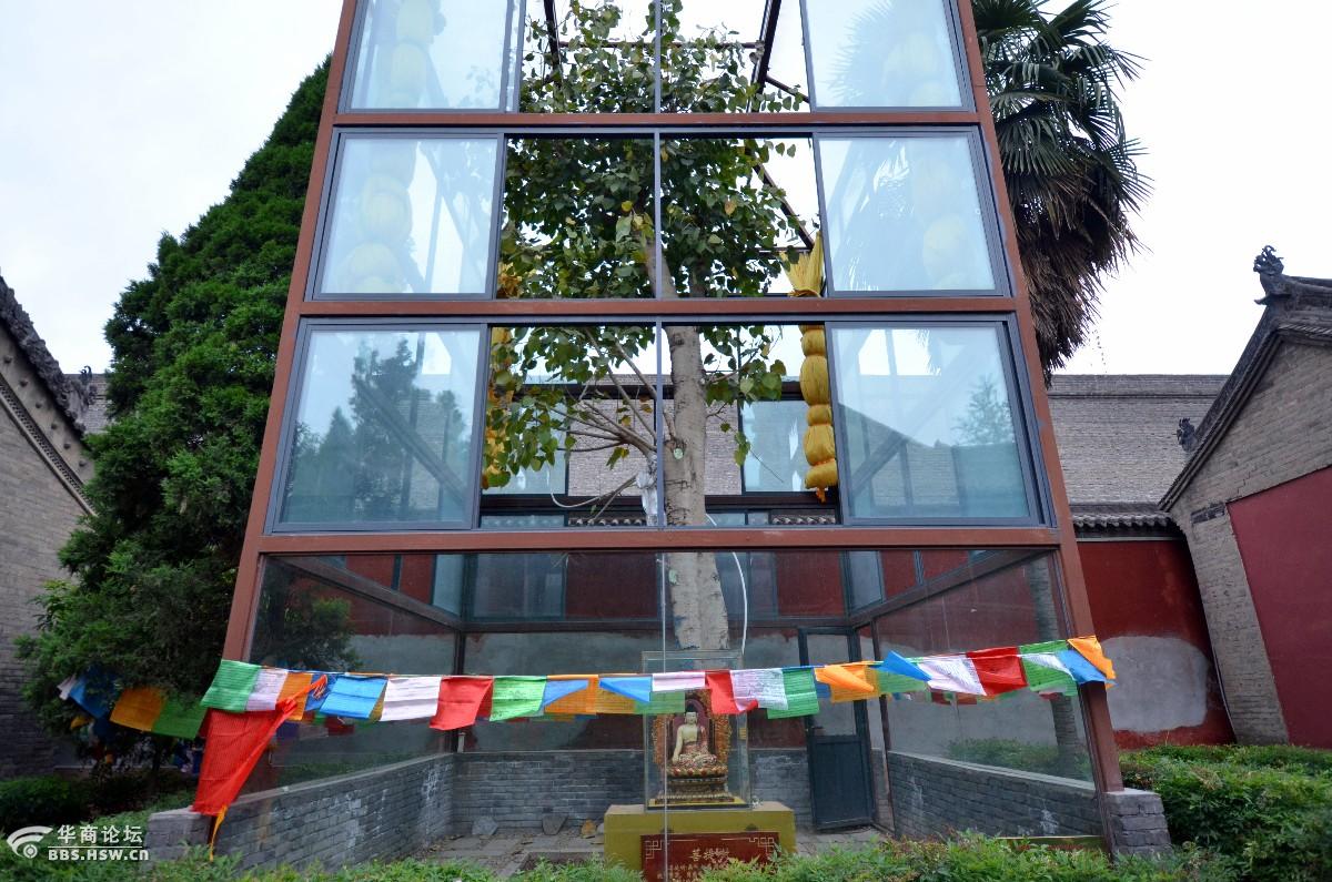 广仁寺新栽植的一棵圣树菩提树