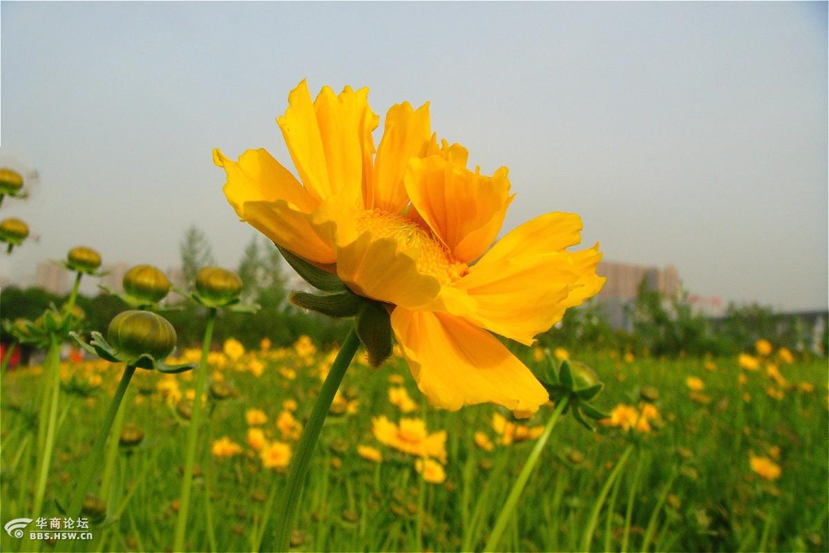 美丽的大花金鸡菊