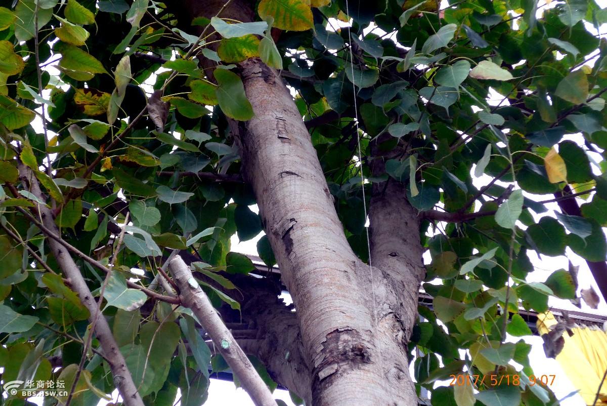 广仁寺新栽植的一棵圣树菩提树