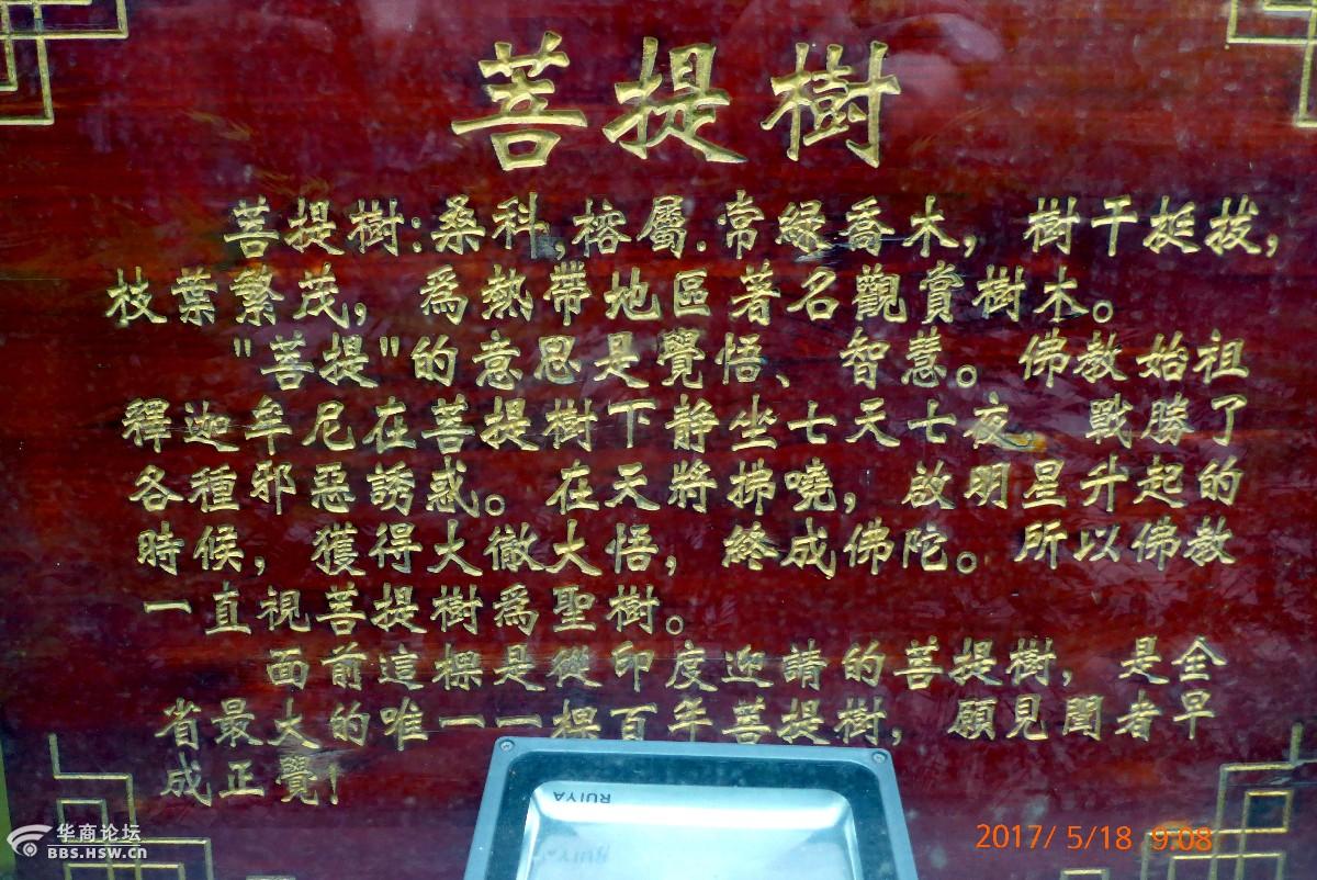 广仁寺新栽植的一棵圣树菩提树