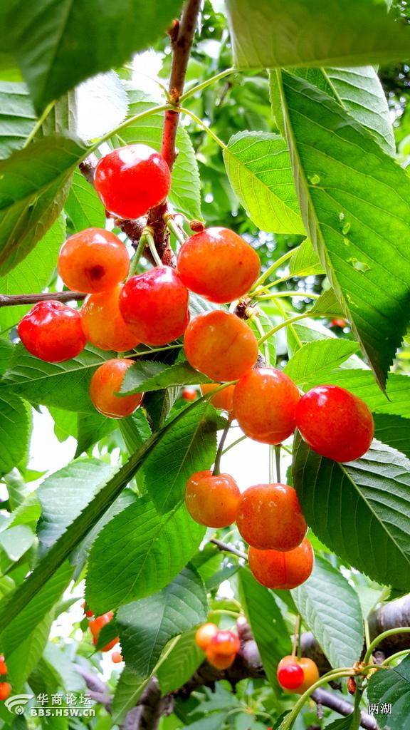 宝鸡的樱桃熟了