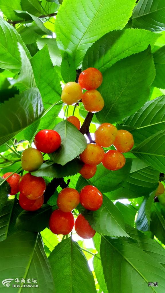 宝鸡的樱桃熟了