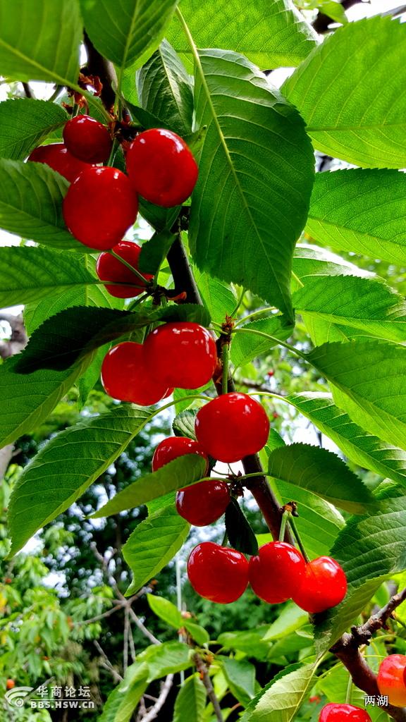宝鸡的樱桃熟了