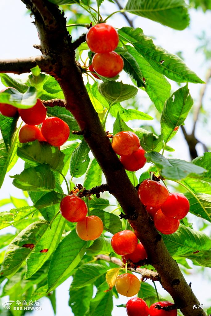 宝鸡的樱桃熟了