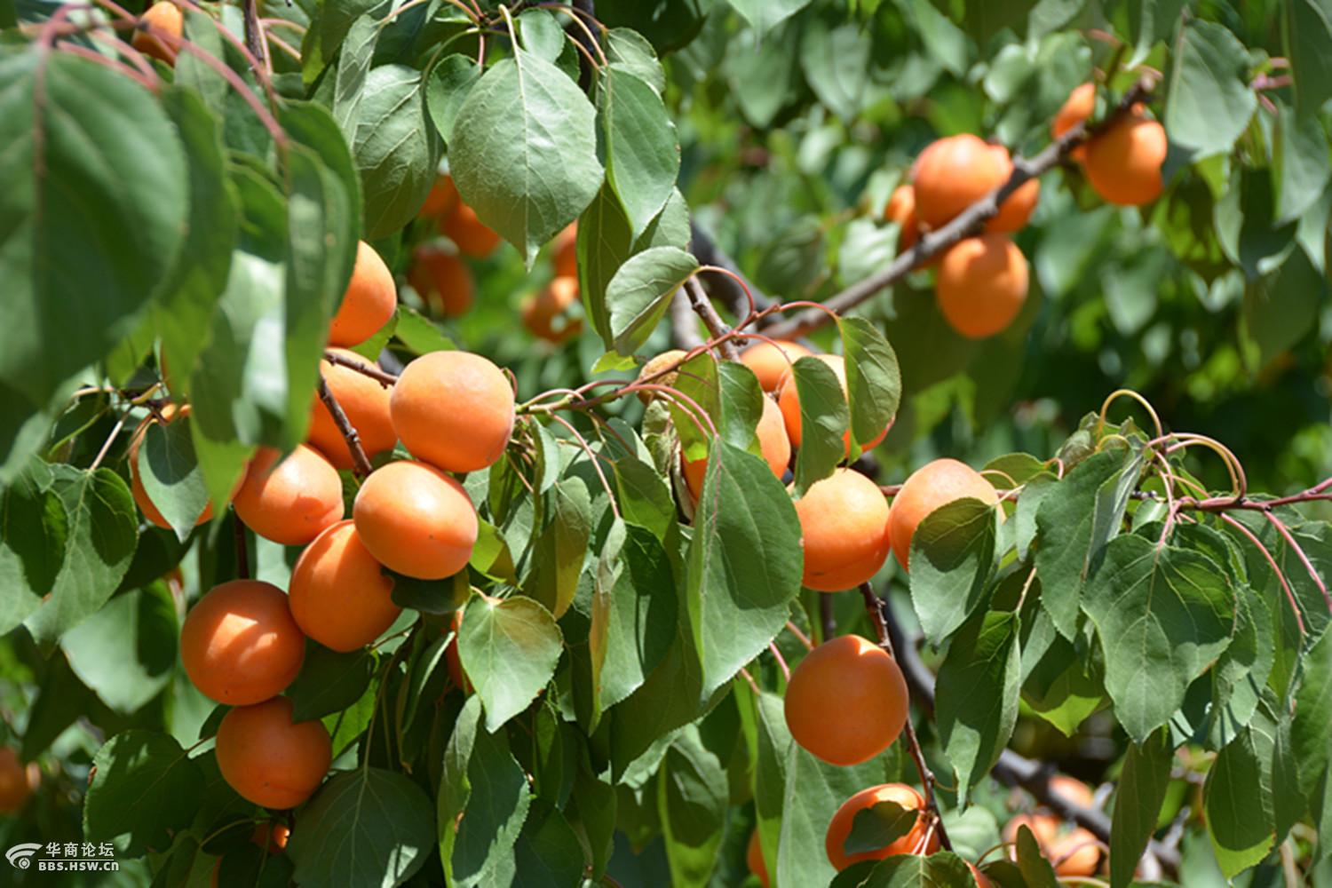 第一届洛阳五龙沟贡杏采摘节开幕旗袍秀杏林助兴