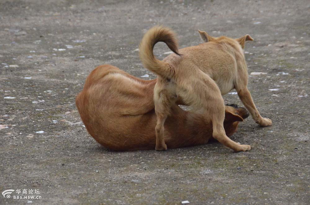 狗狗的格斗术