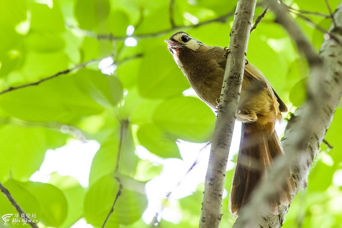 白颊噪鹛绿鹦嘴鹎麻雀