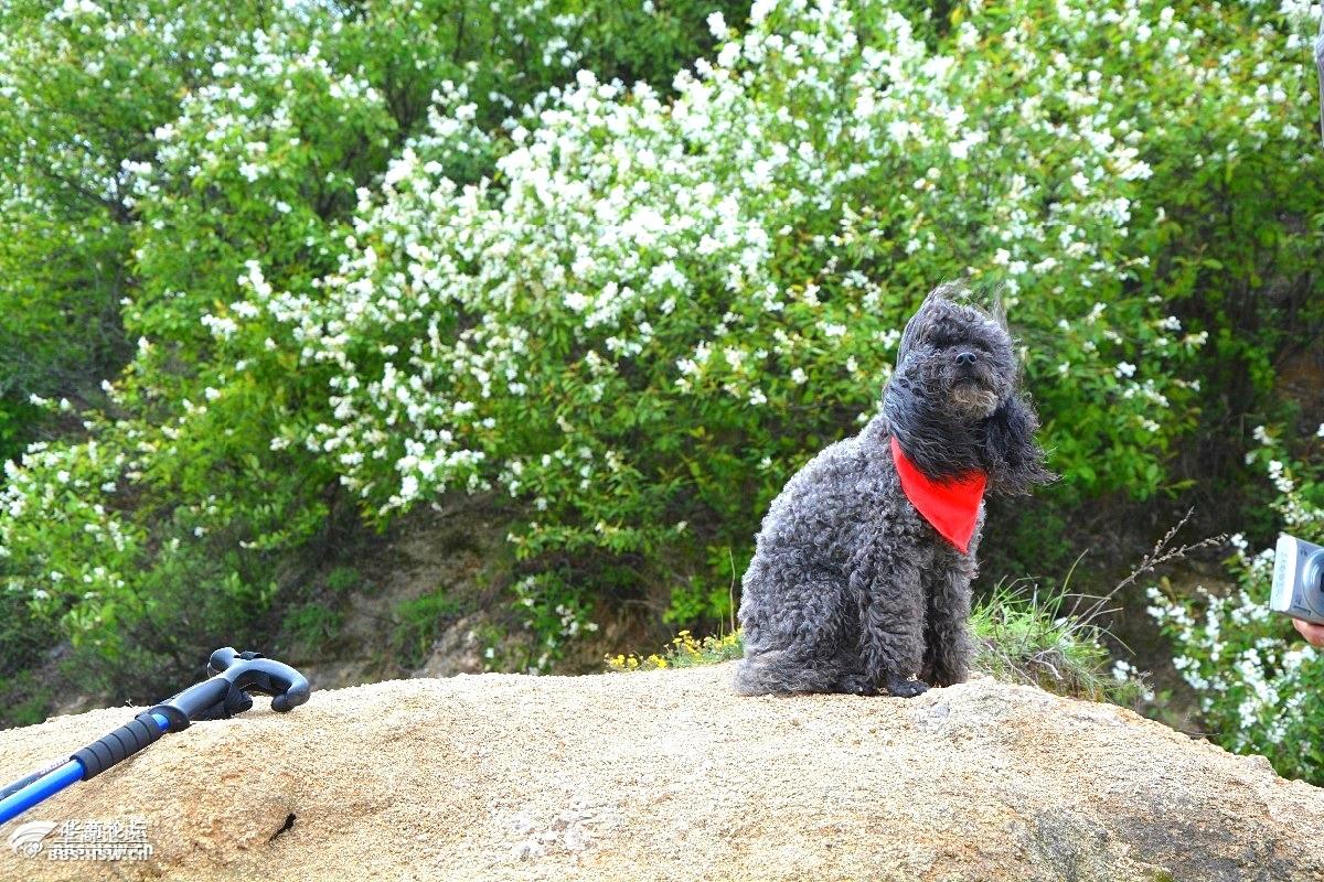 三春四美长安花驴寻芳醉痴图