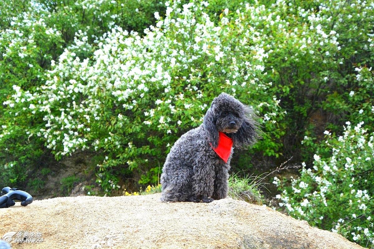 三春四美长安花驴寻芳醉痴图