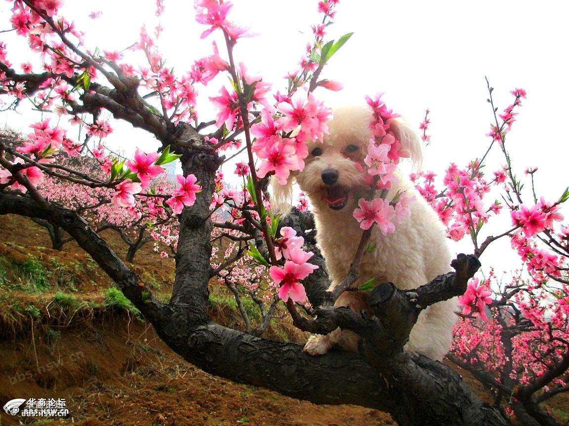 三春四美长安花驴寻芳醉痴图