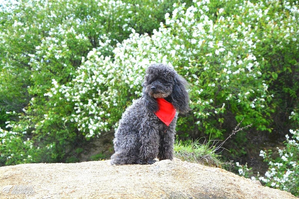 三春四美长安花驴寻芳醉痴图