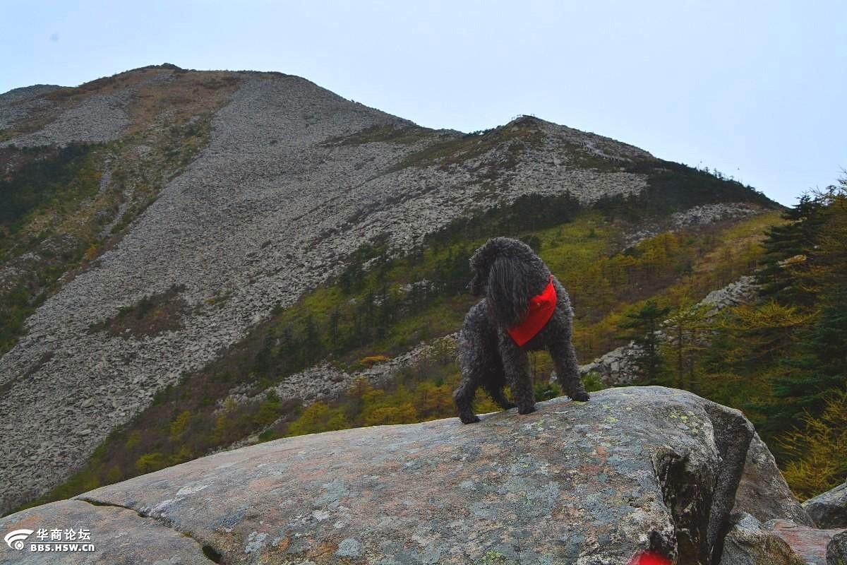 三春四美长安花驴寻芳醉痴图