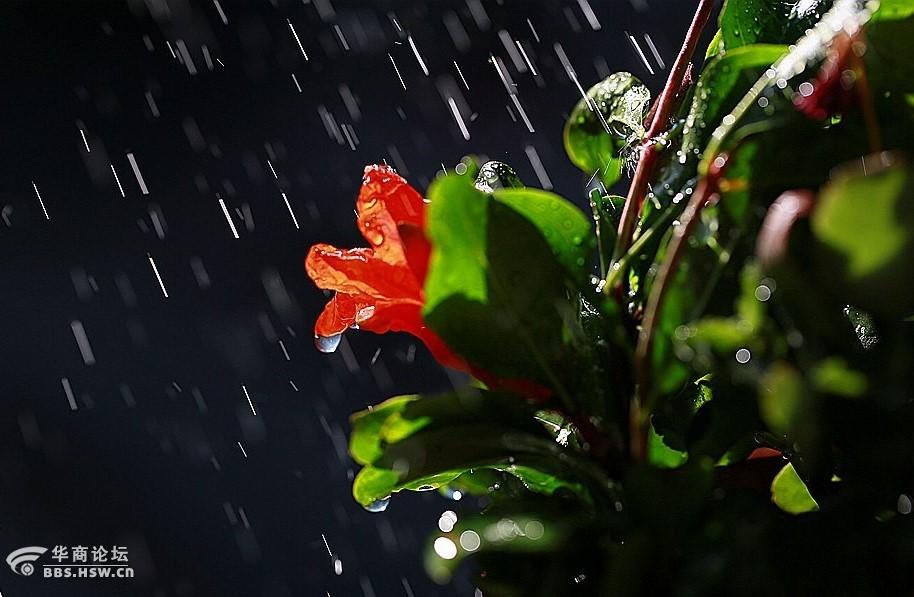 魏渊平:夜听雨声在初夏