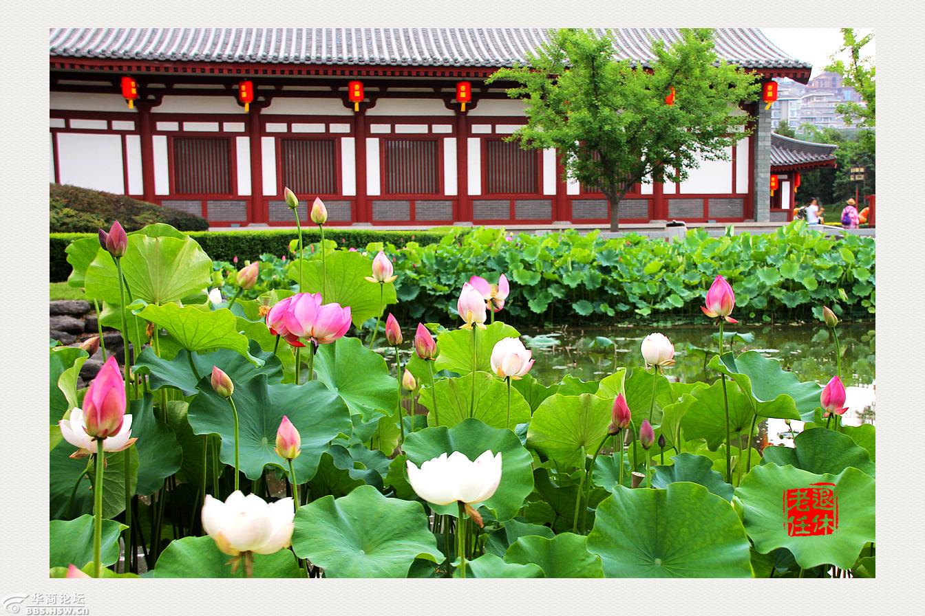 大唐芙蓉园里的荷花