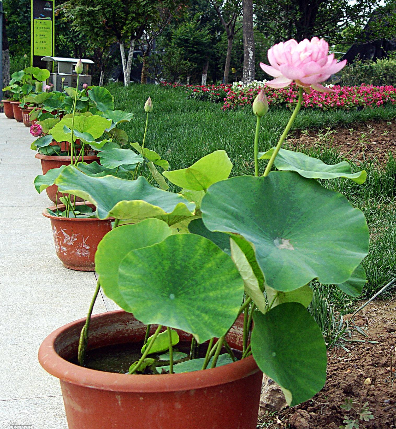西安植物园里旱地盆栽荷花盛开