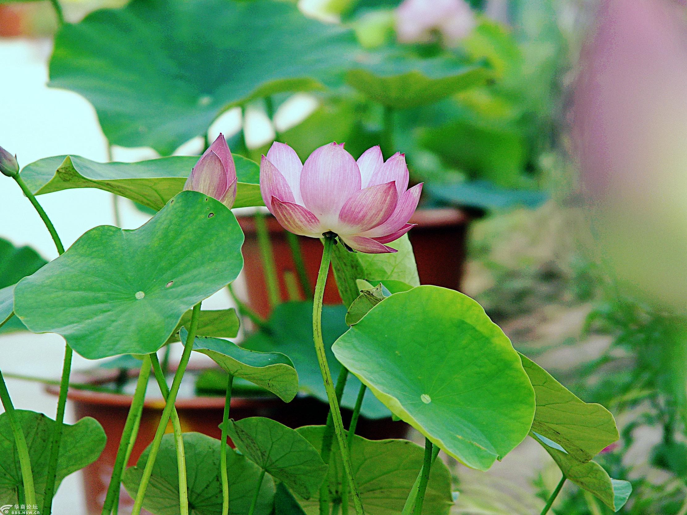 西安植物园里旱地盆栽荷花盛开