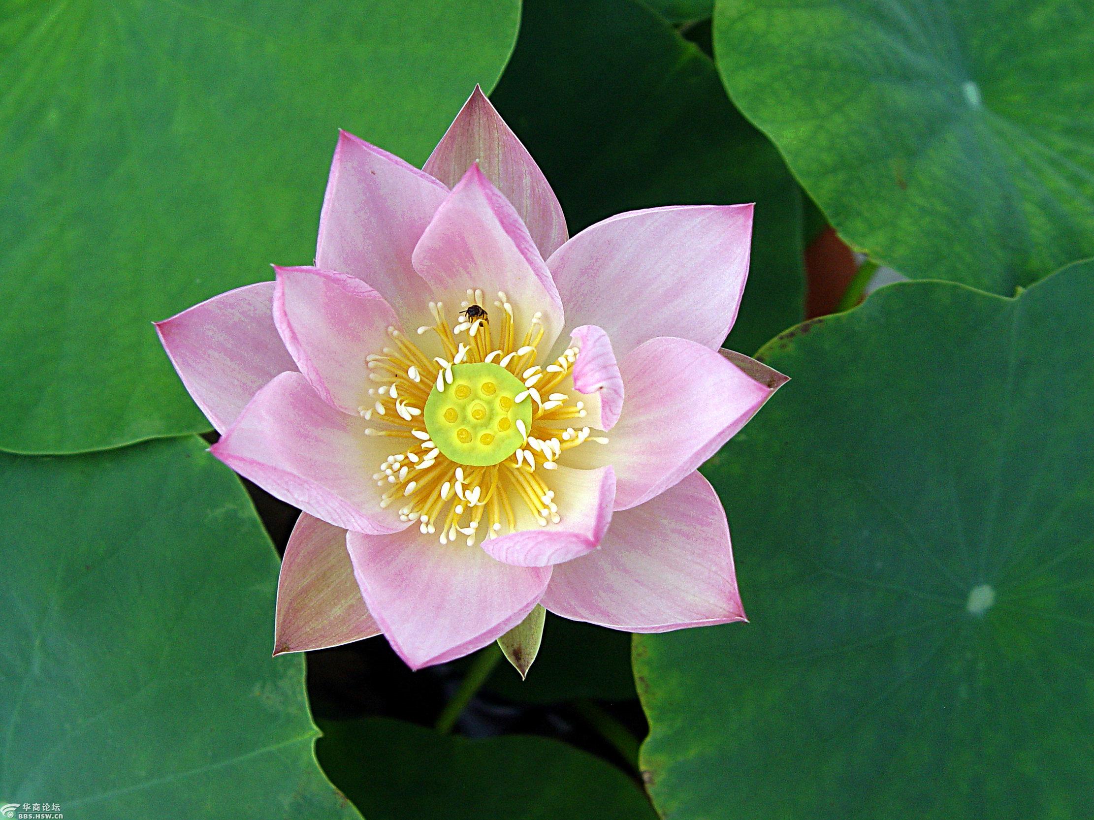 西安植物园里旱地盆栽荷花盛开