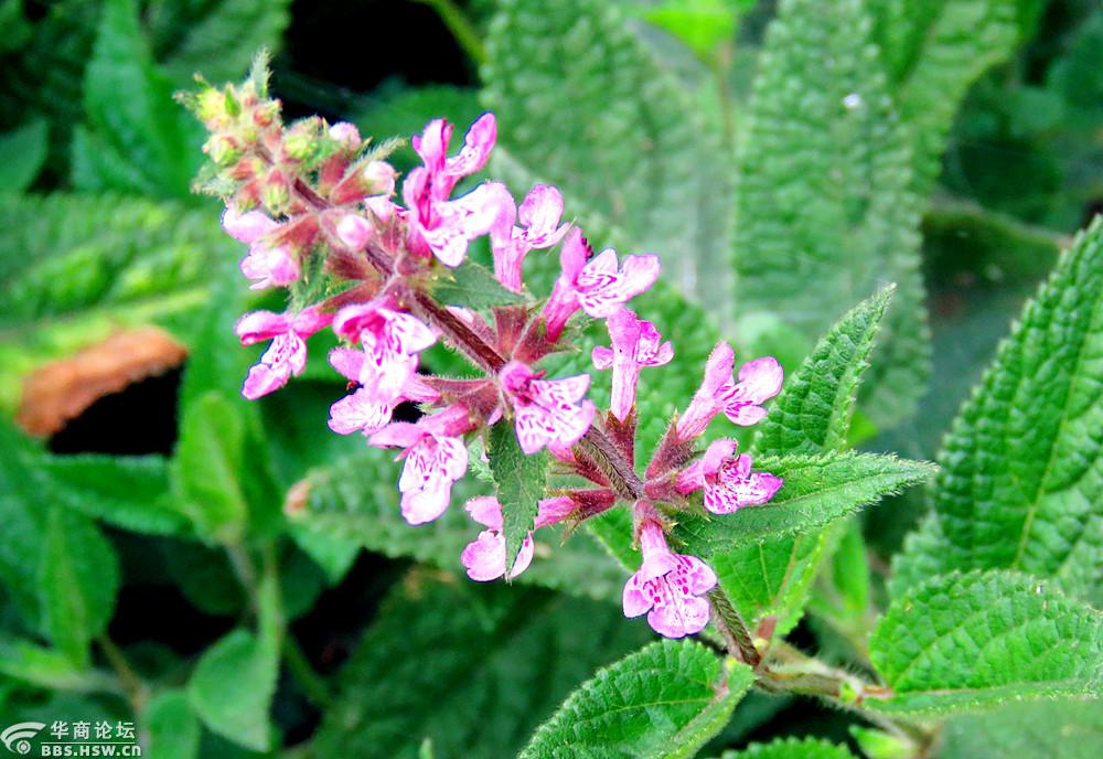 邻居种的甘露子开花了