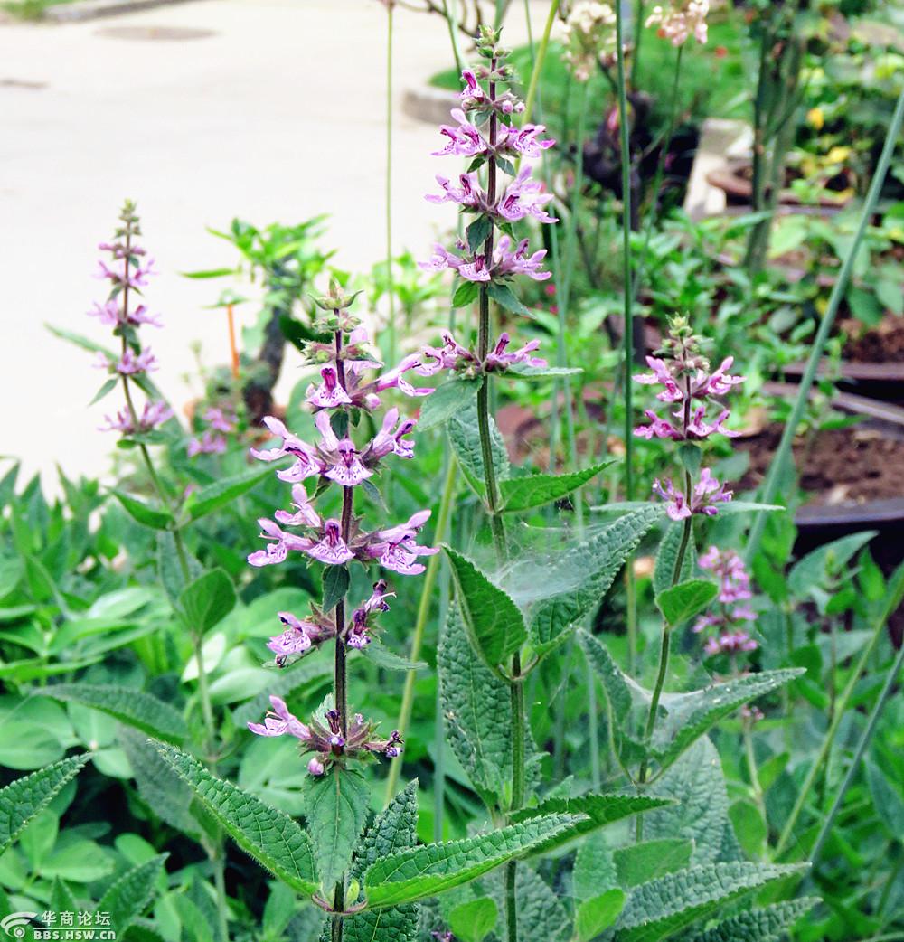 邻居种的:甘露子开花了