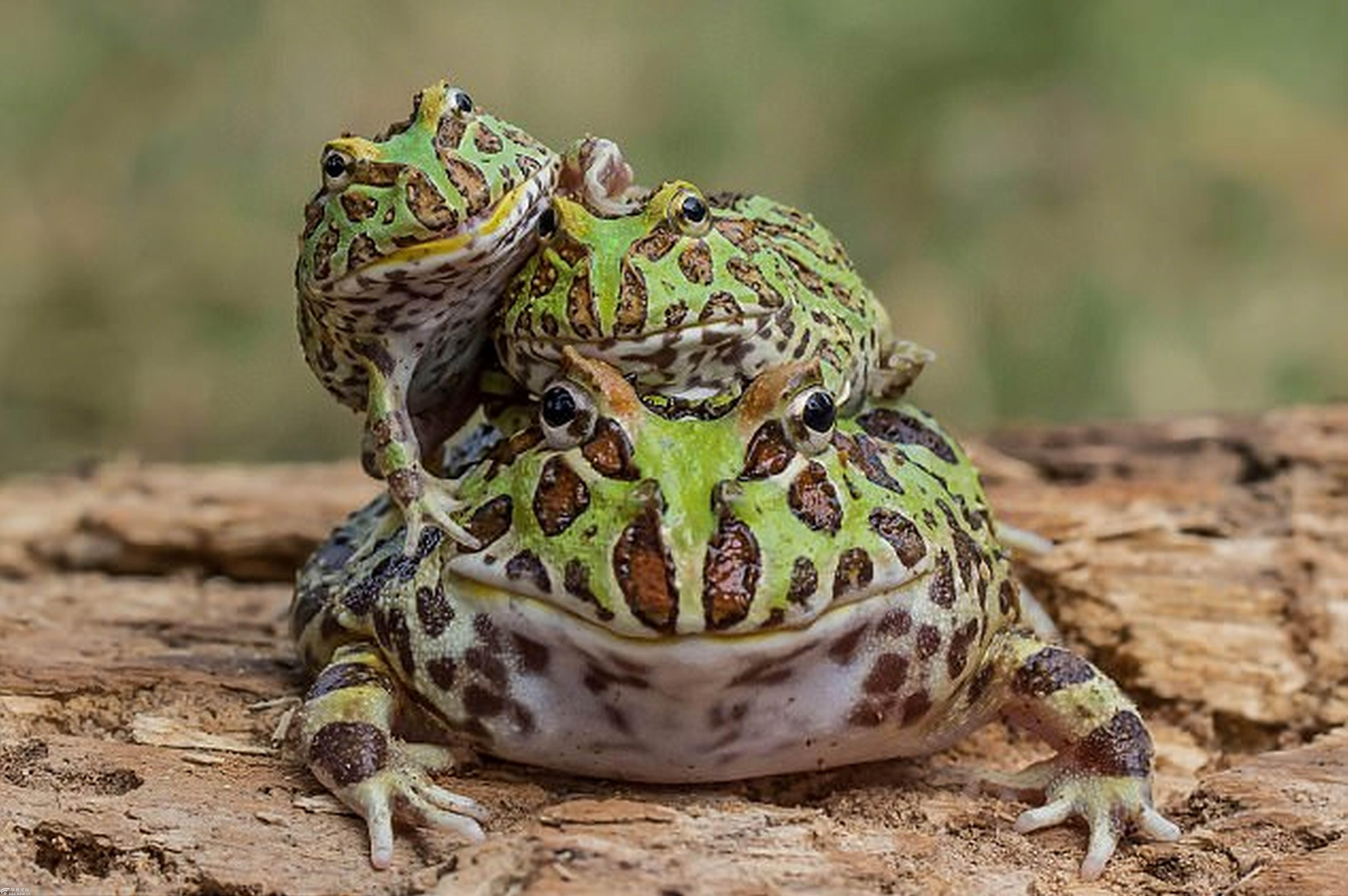 一家三口全是癞蛤蟆