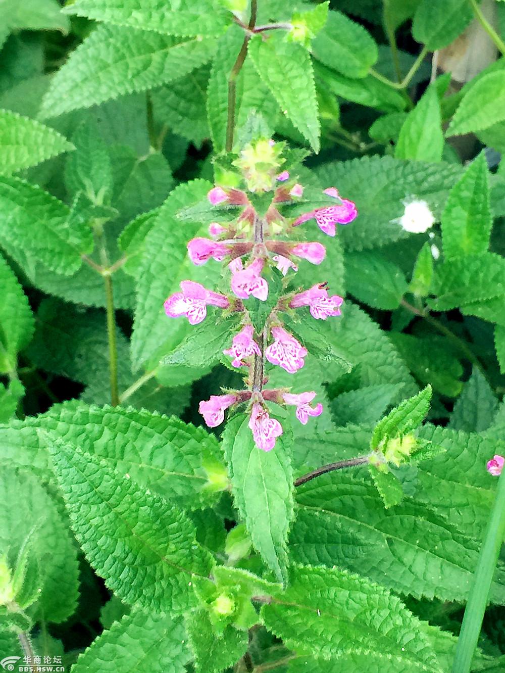 邻居种的:甘露子开花了