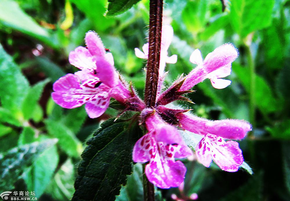 邻居种的:甘露子开花了
