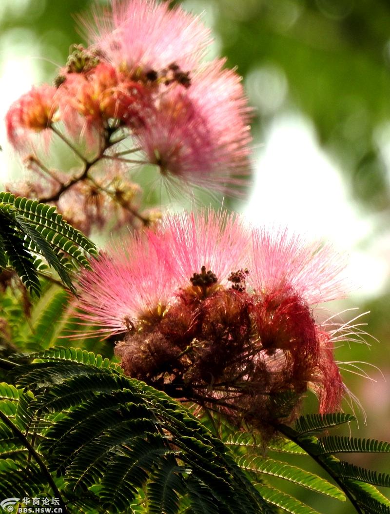 合欢花开香满街