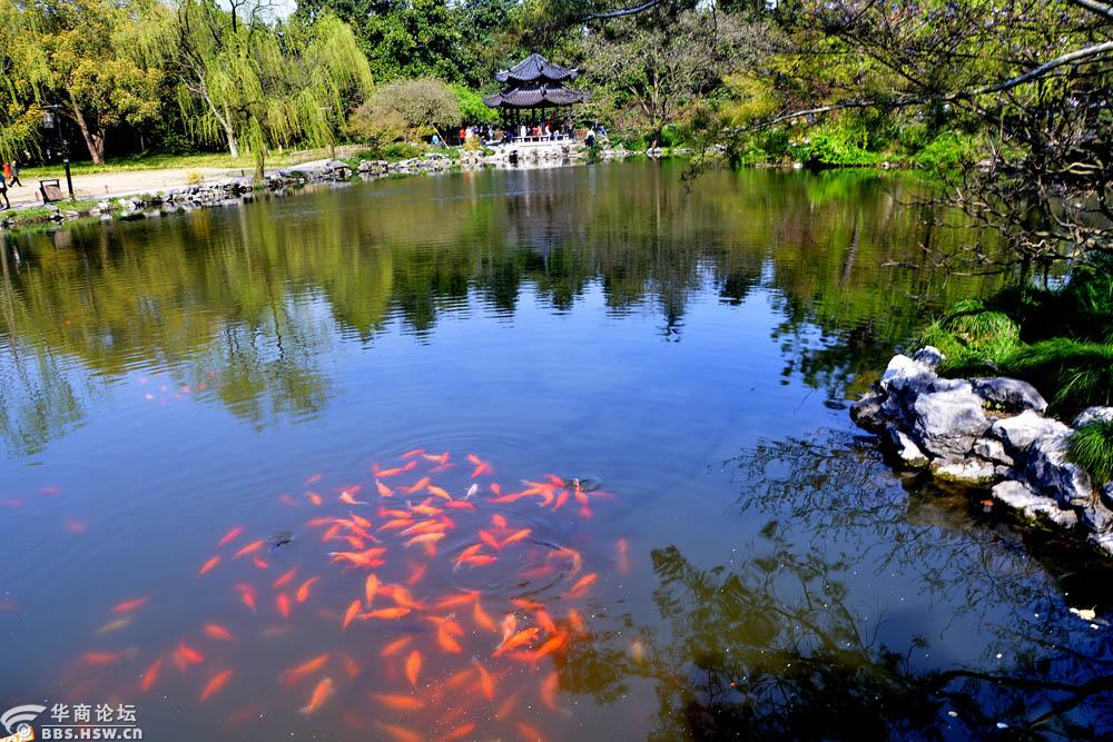 江南行之二十杭州西湖游览花港观鱼