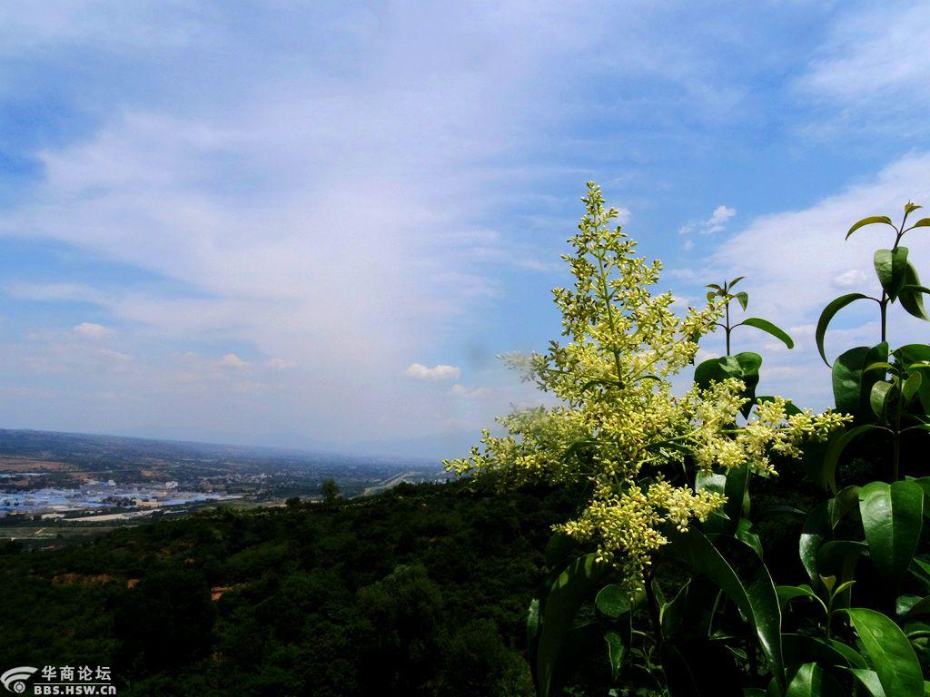 蓝天白云樱桃谷