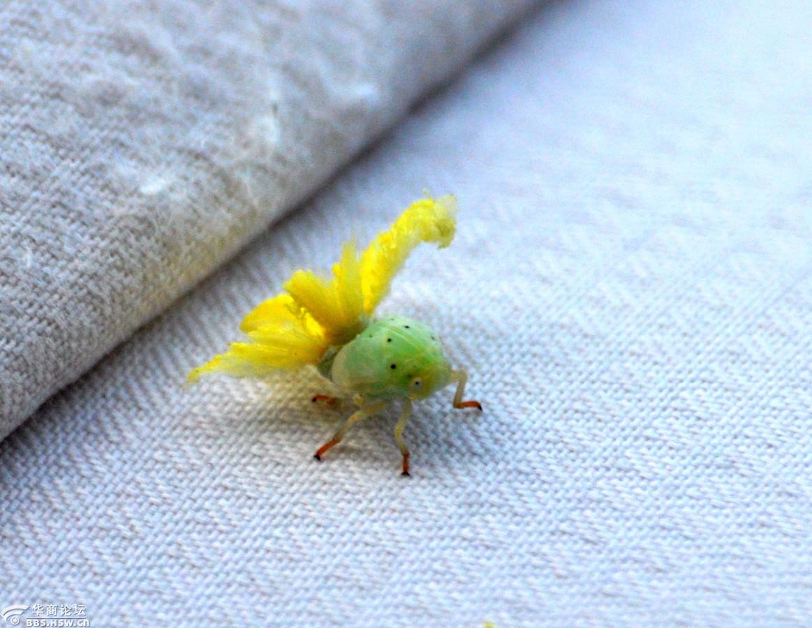 屁股上开花的小虫虫