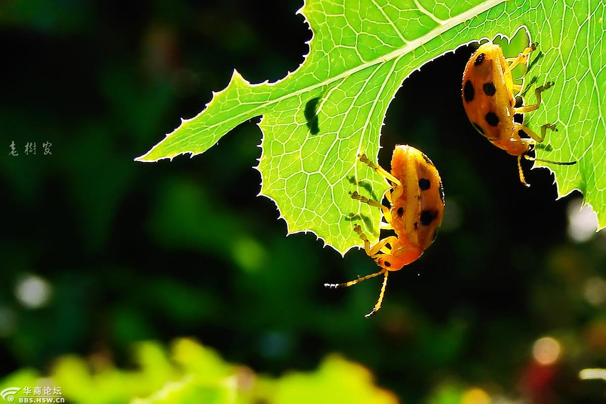害虫叶甲-宝鸡论坛-华商论坛