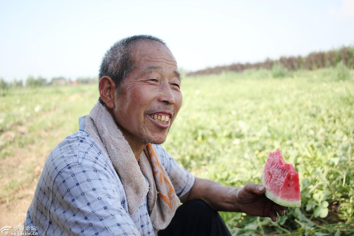 白鹿原瓜农暴晒着摘西瓜只为少赔些