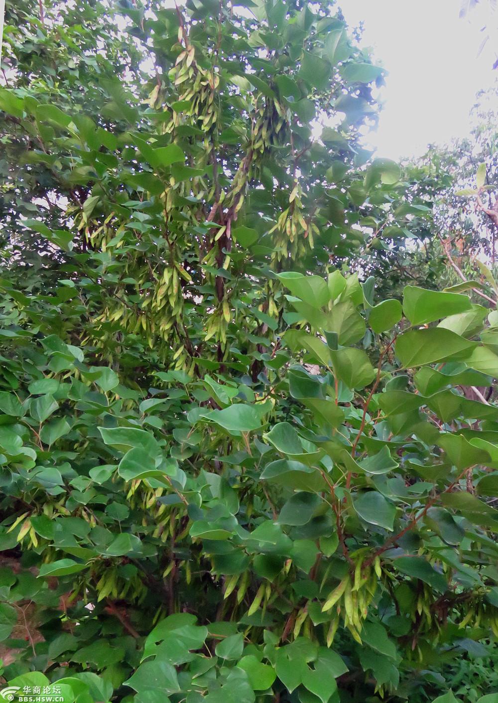 这是什么树你认识吗