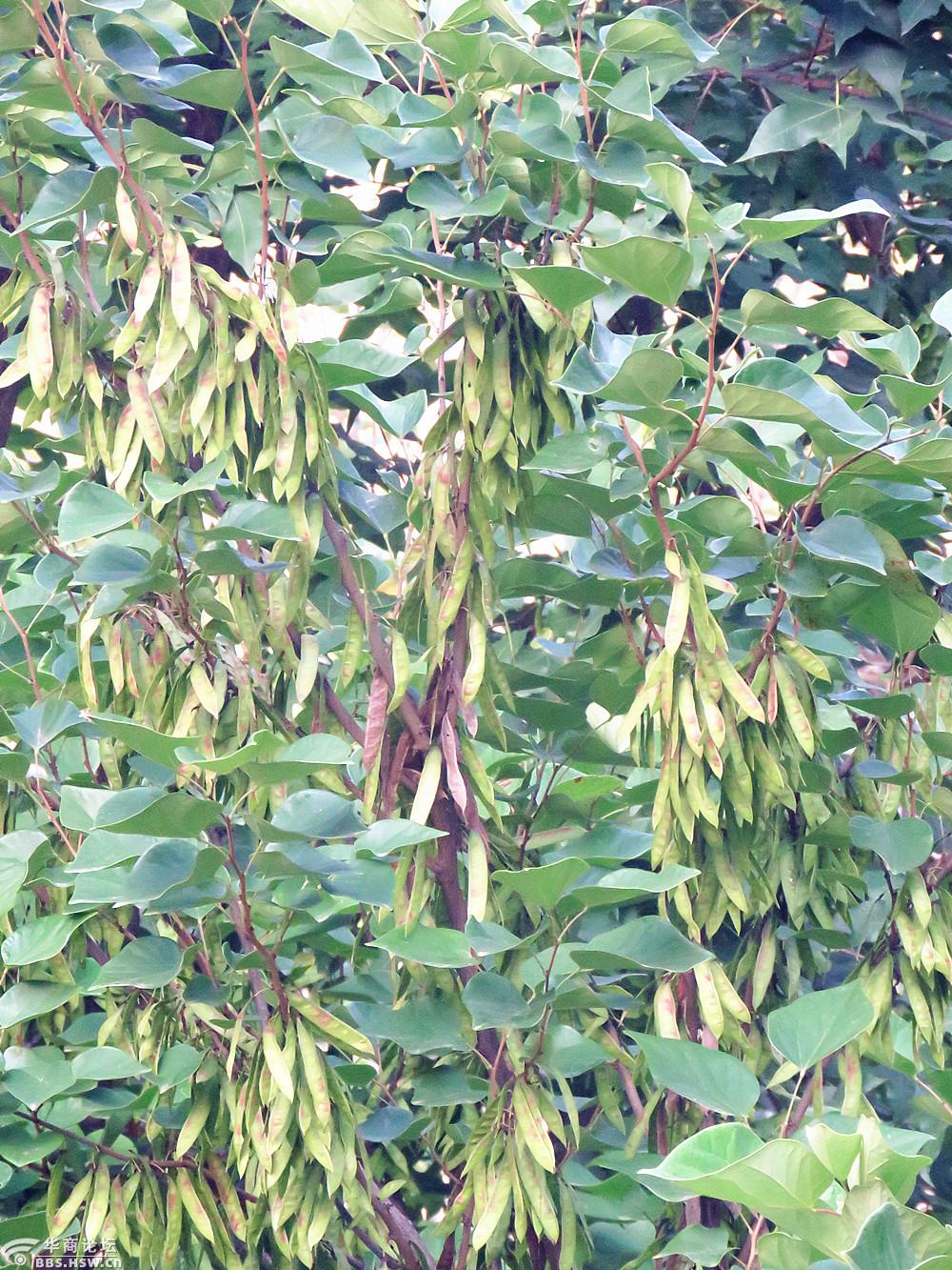 这是什么树?你认识吗?