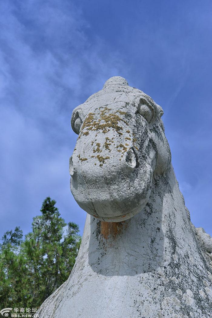 【随拍之一】唐肃宗建陵神道东侧石刻石人石马